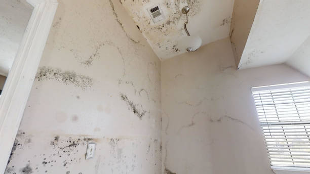 Dehumidification Services in Bellevue, KY