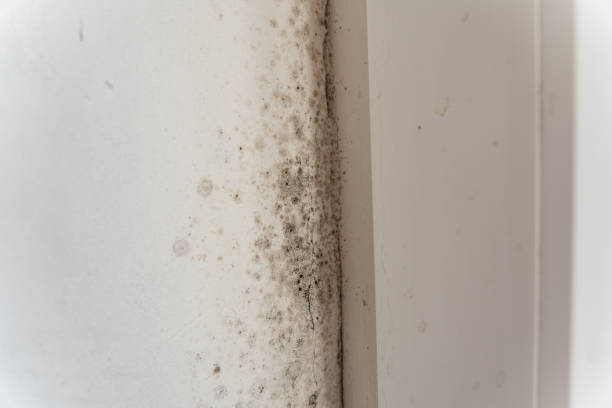 Trusted Bellevue, KY Mold Removal Experts